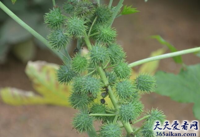 蓖麻