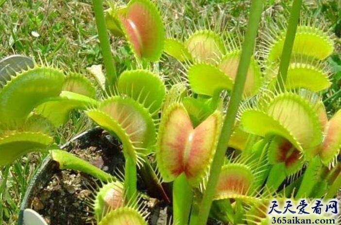 捕蝇草