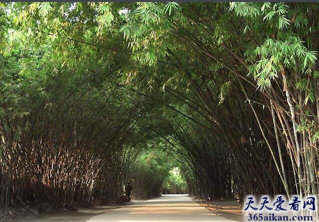 中国最大的竹类植物公园：望江公园