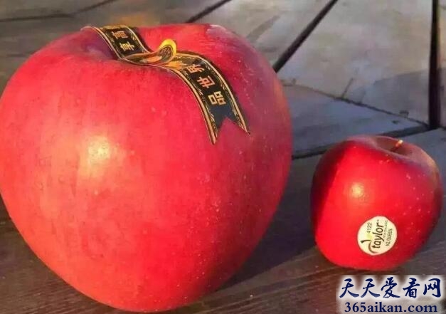 世界第一的苹果