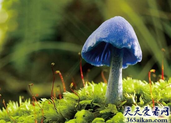 天蓝蘑菇.jpg