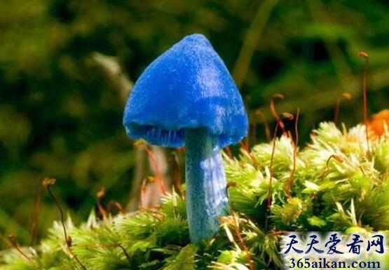 天蓝蘑菇1.jpg