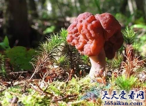大脑蘑菇.jpg