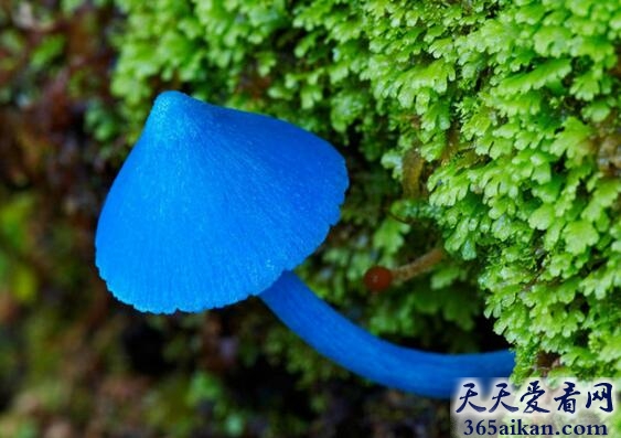 最漂亮的蘑菇：天蓝蘑菇