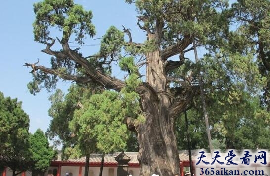 植物之最！中国十大名树大盘点