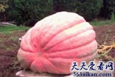 世界上最大的粉色南瓜