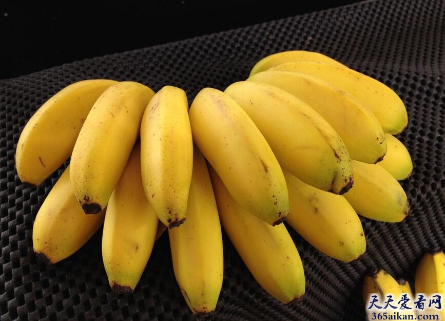 香蕉最大的敌人，香蕉艾滋病全球蔓延，香蕉恐怕灭亡