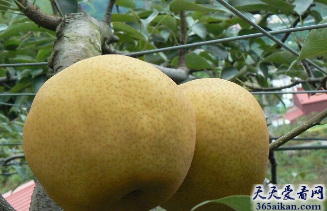 世界上最大的梨子有多大？