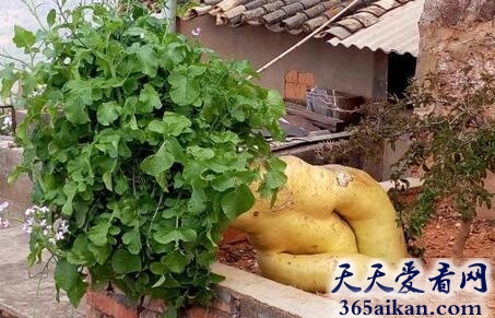 世界上最大的萝卜，云南居民家巨型萝卜长1.2米重30斤