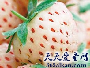 世界上最漂亮的草莓，菠萝草苺热销欧洲