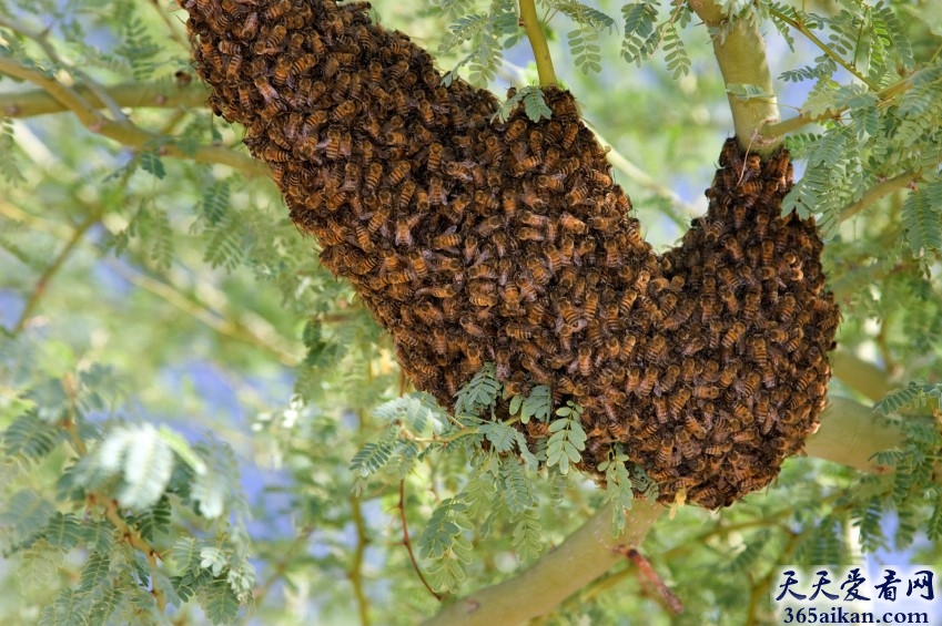 大群蜜蜂来袭，英国小镇上空蜜蜂群袭来入灾难片