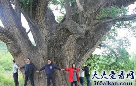 中国最大的槐树，黄土高原遗存千年古槐10人难环抱
