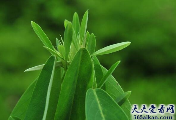 跳舞草.jpg