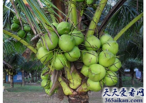 中国最大的椰子产地：海南