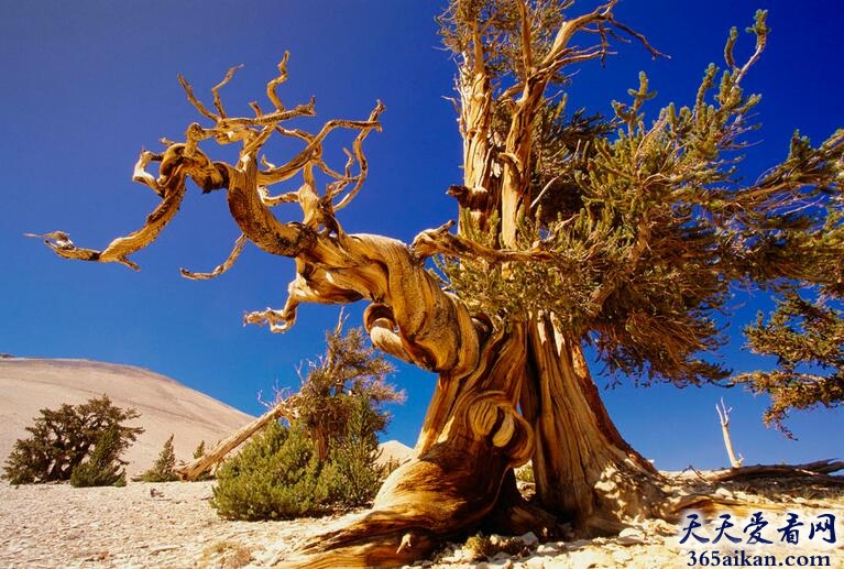 全球十大最奇特的树木，看完后惊呆了！