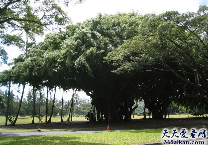 世界上树冠最大的树：孟加拉榕树