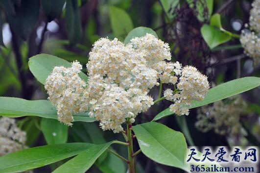 能够散发精液味道的植物：石楠花