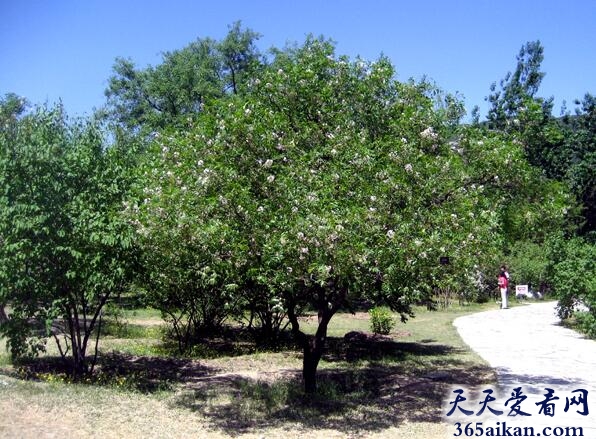 全球产文冠果树最多的国家是哪个？文冠果树介绍
