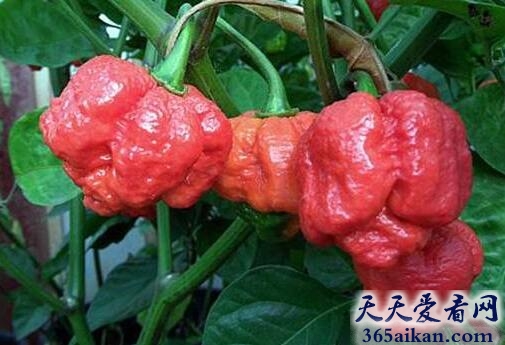 世界上最辣的辣椒：娜迦毒蛇