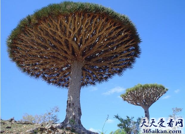龙血树.jpg