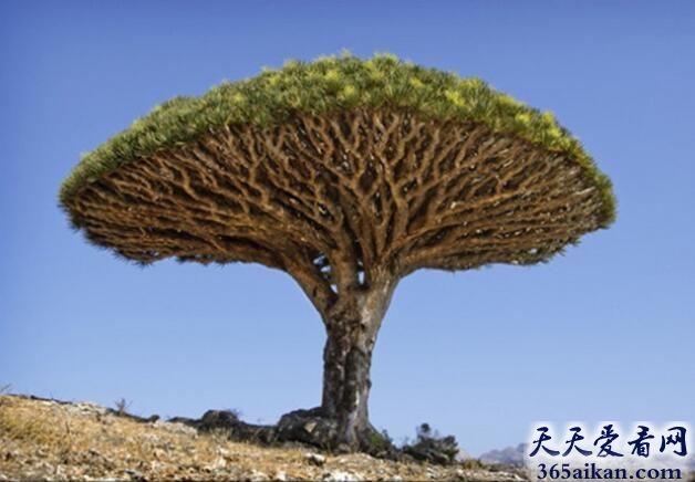 寿星驾到！地球上最长寿的树：龙血树
