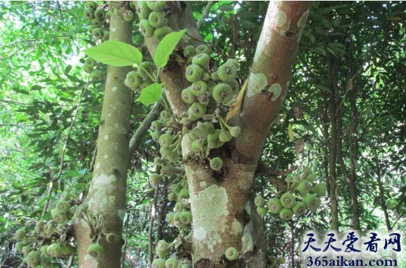 世界上最深最密的根系植物：野生无花果树