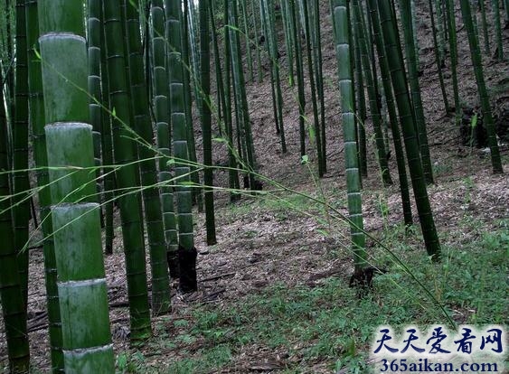 生长最快的植物：毛竹！植物之最！