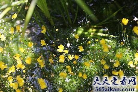 盘点植物界的四大食肉植物有哪些？植物也是能吃肉的！