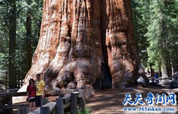 探索世界上最大的树，需要二十多人才能合抱！
