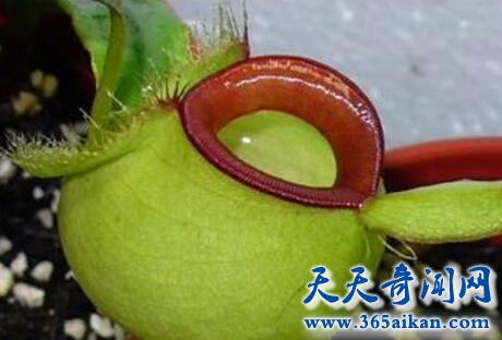 苹果猪笼草1.jpg