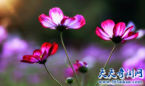 沙漠中最神奇的花朵——依米花，依米花的花语