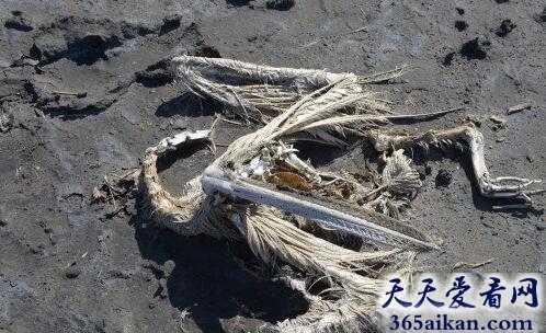 美杜莎的石化魔法：冥河纳特龙湖能使动物石化