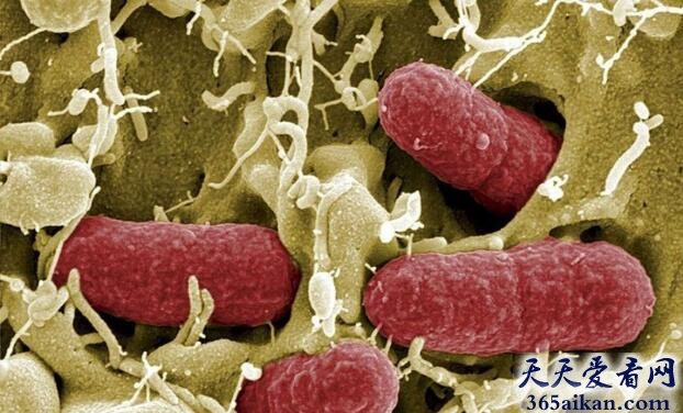 世界上最毒的物质：肉杆菌毒素