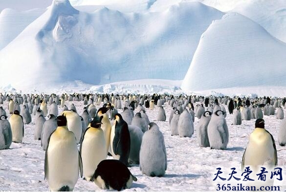 世界上最寒冷的地方——南极洲