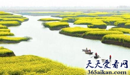 千岛菜花2.jpg
