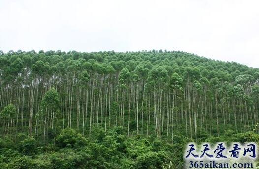 世界上人工林面积最大的国家——中国