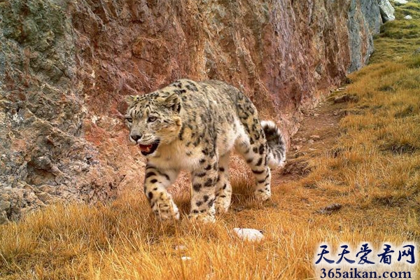 中国即将毁灭的野生动物天堂，烟瘴挂大峡谷