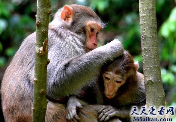 生物多样化丧失.jpg