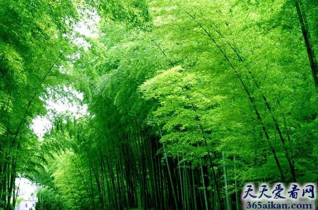 自然之最！世界最大的竹林：蜀南竹海