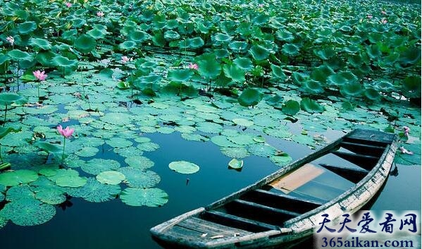 中国湖北第一大湖：洪湖