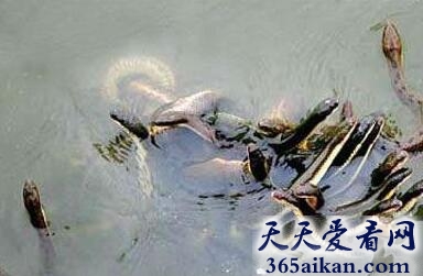 世界上蛇最多的湖，重庆怪湖惊现上万条蛇的恐怖景象