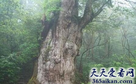 Jhomon Sugi树
