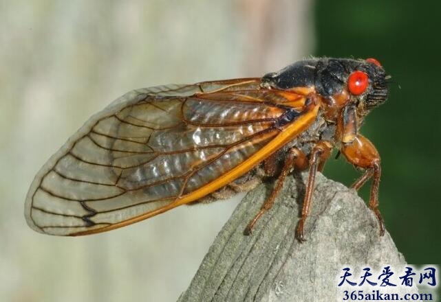 蛰伏17年的“周期蝉”.jpg