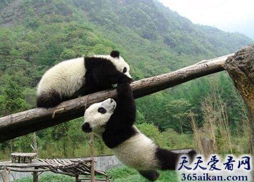 大熊猫栖息地.jpg