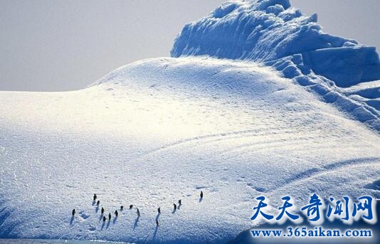 十大南极洲世界之最！你知道的有哪些？