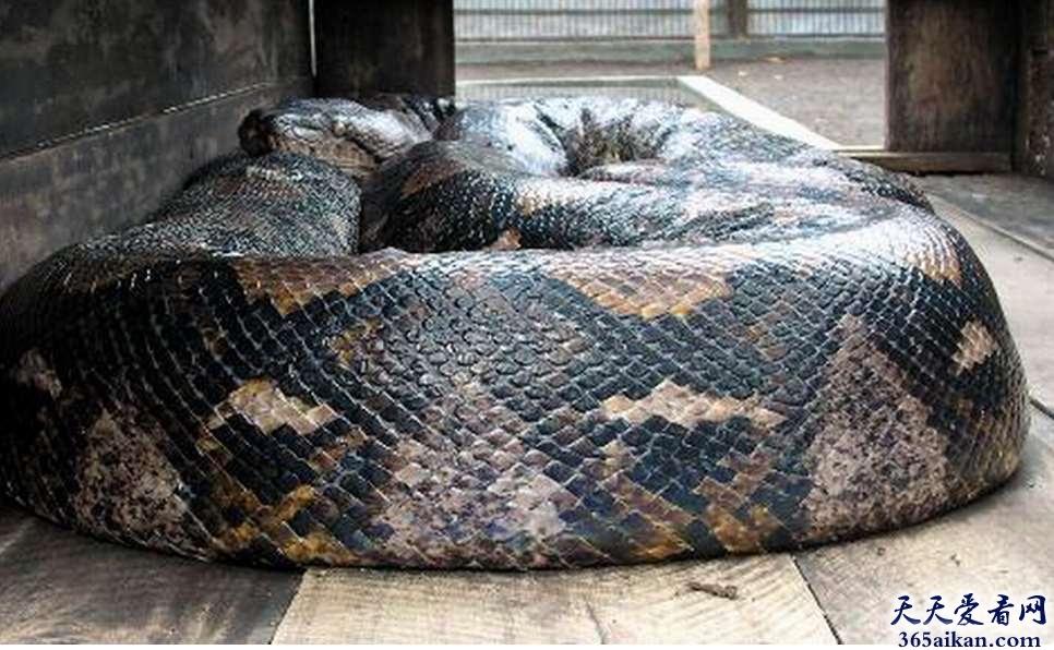 世界上最长的蛇有多少米？有图有真相