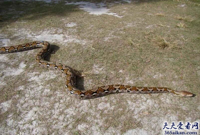 世界上最长的蛇类：网纹蟒