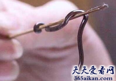 史上最迷你的蛇，身长不足10cm！