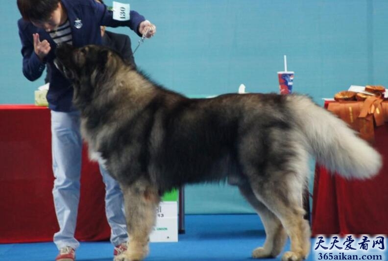 世界上最大的狗是哪种？藏獒都不是它的对手