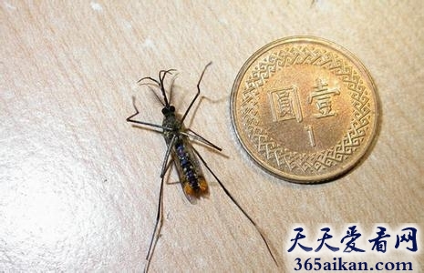 世界上最大的蚊子有多大？世界最大的蚊子吓死宝宝了！